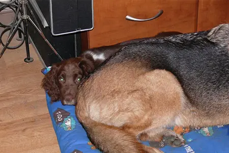 Dog Help - Dougie 5