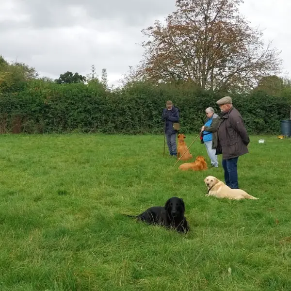 Help with your dog Grading in the grass