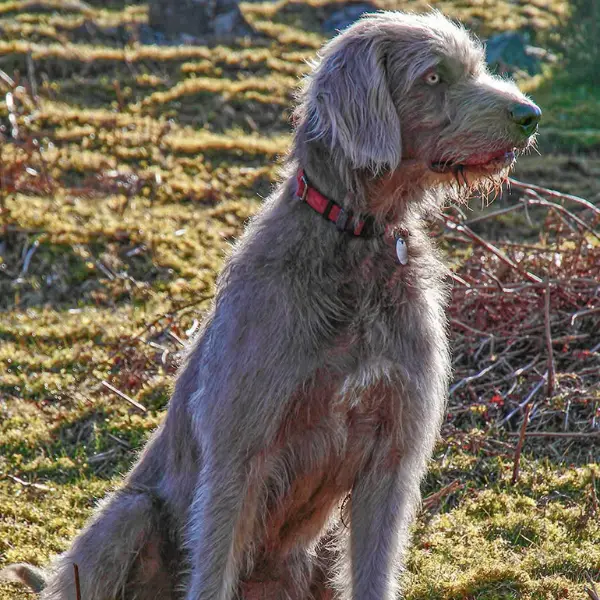 Help with your dog