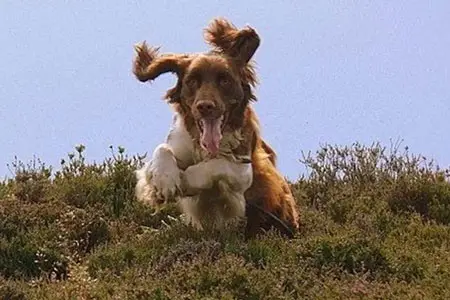 Dog Help - Dougie 1