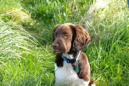 Dog help - Dougie 4