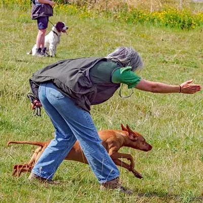 Dog.Help Go Image
