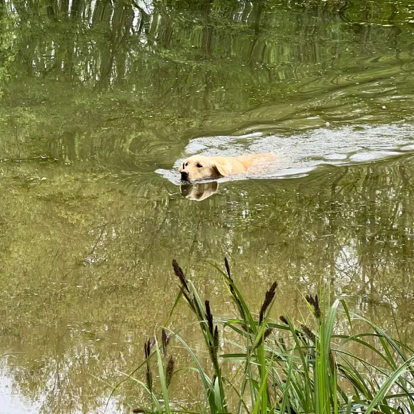 Help with your dog Funskills