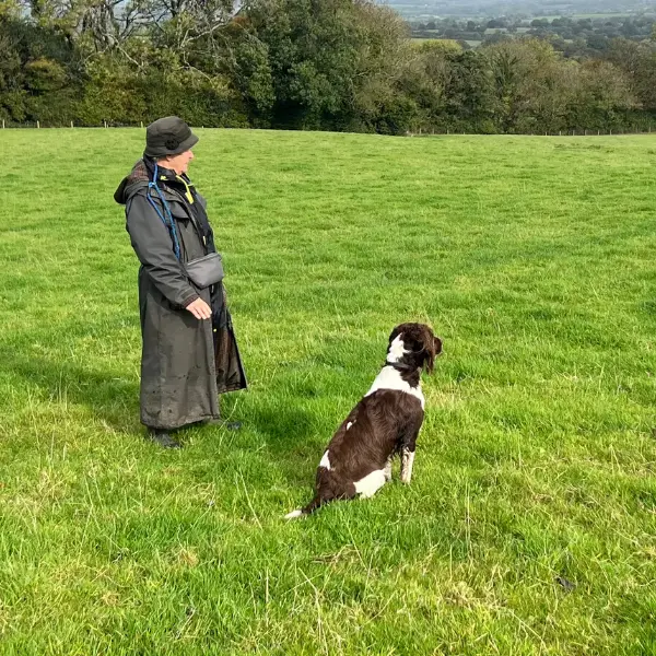 Help with your dogs Gundog Grades
