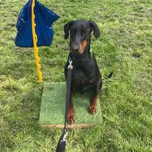 Dog Help Gundog Beginners
