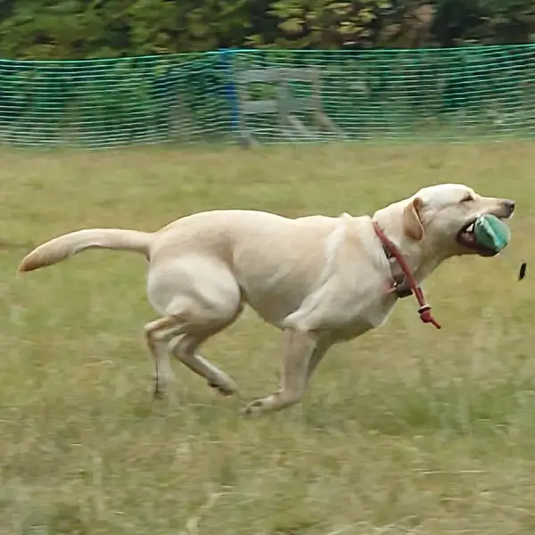 Help with your dog Fun gundog carry