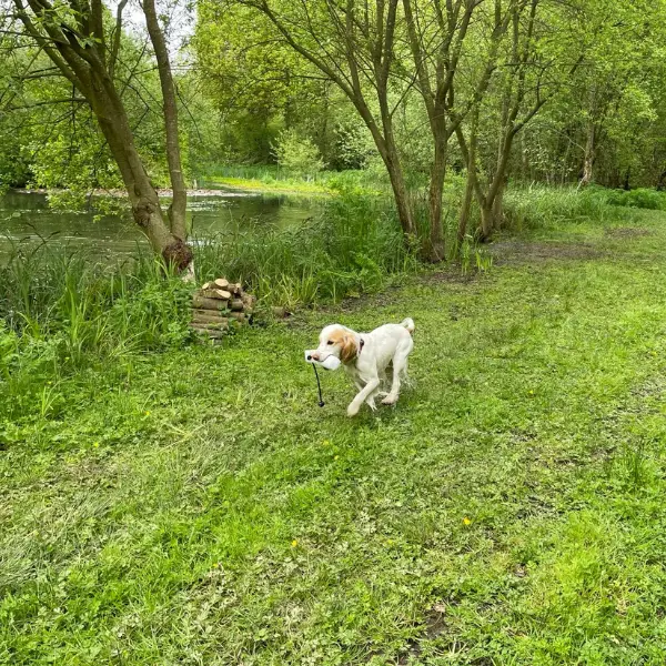 Help with your dog Fun Gundog skills