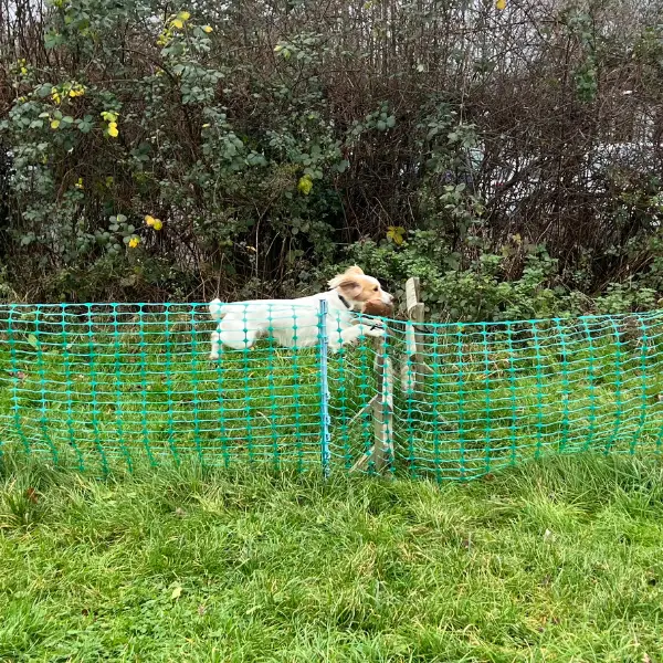 Help with your dog Fun gundog skills jump