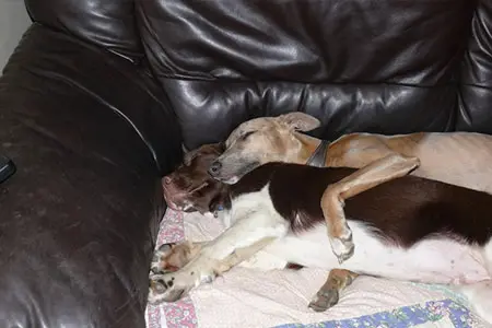Dog help Dougie 4