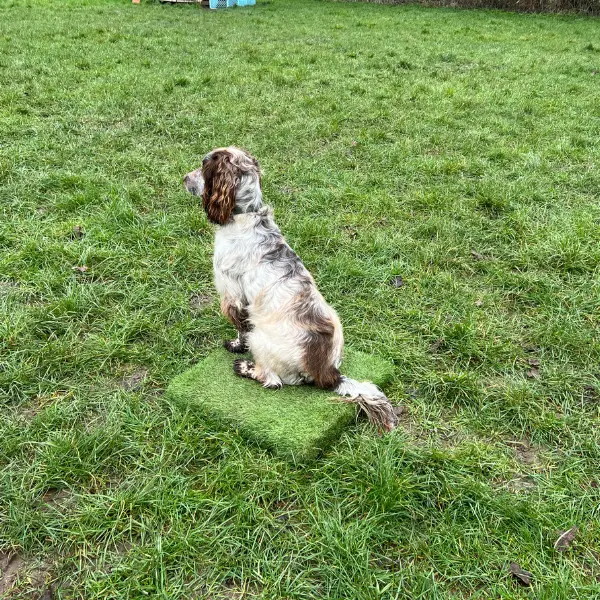 help with your dog funskills on the block